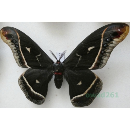 Eupackardia calleta (Westwood, 1853) male ex. ovo USA 112mm74